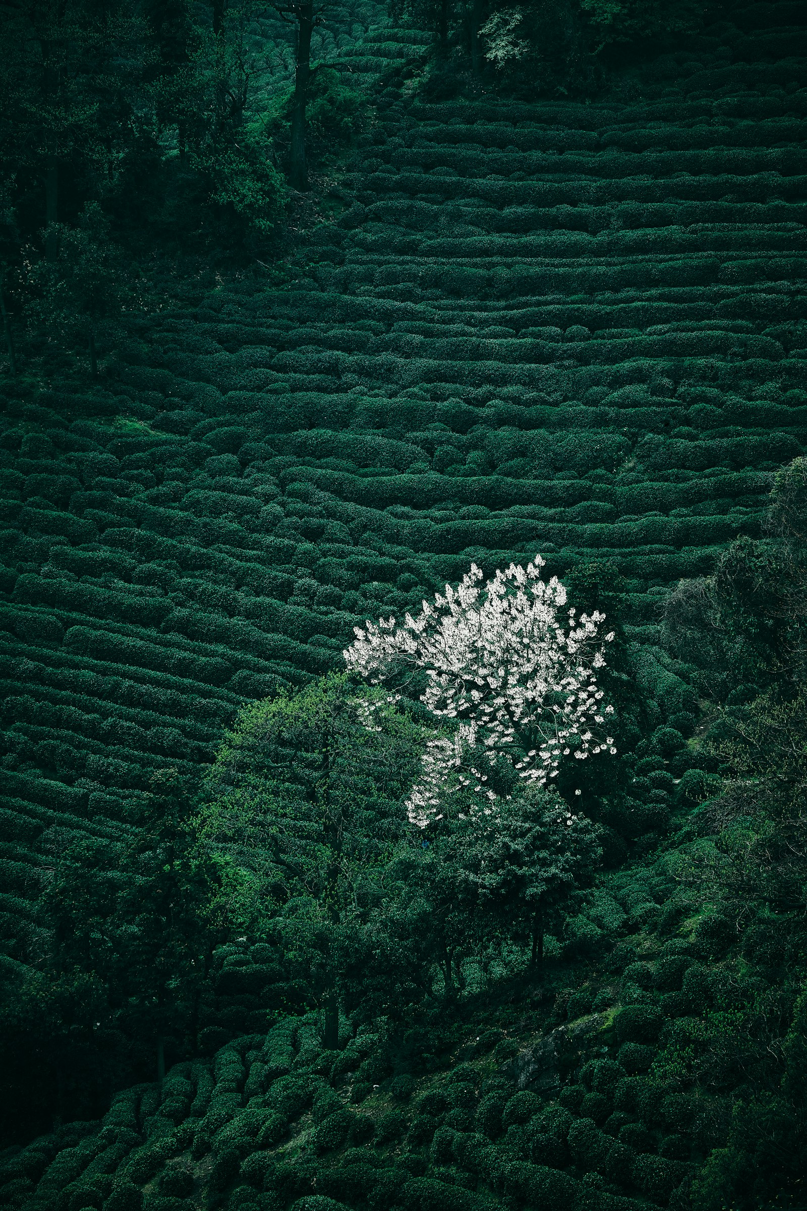 Rows of tea bushes on a hillside, with a tree in white blossom