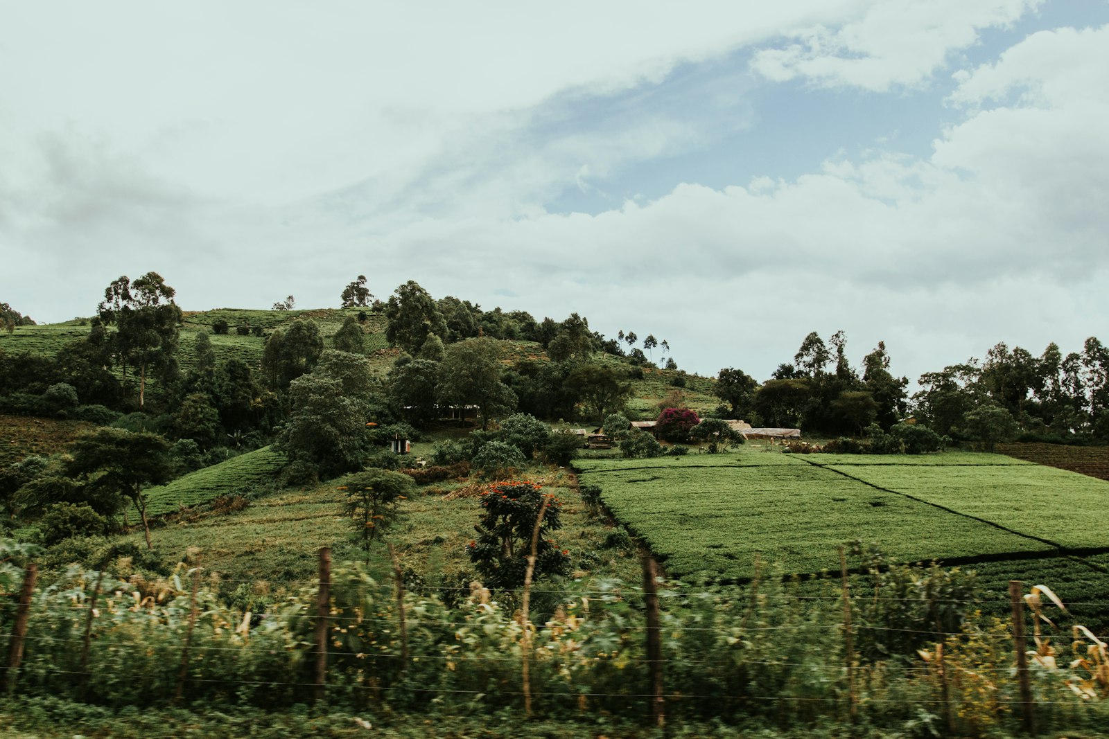 Tea fields and trees in the green hills of Kenya